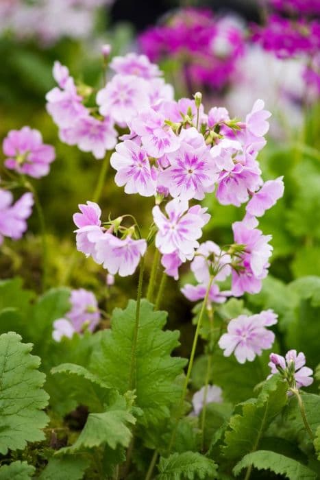 Siebold primrose 'Hana-monyo'