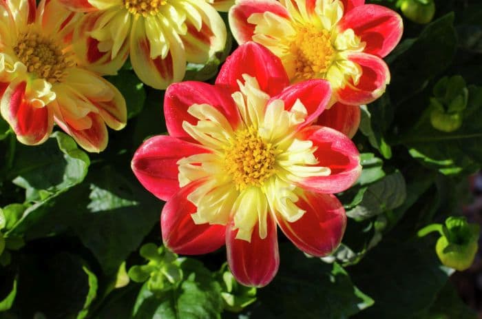 dahlia 'Starsister Red-yellow'