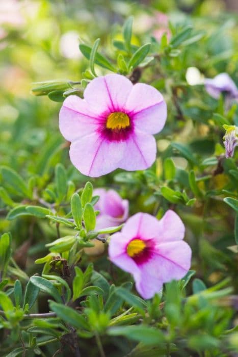 calibrachoa [Can-can Cherry Blossom]