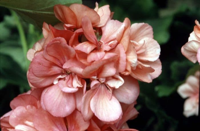 pelargonium 'Irene Cal'