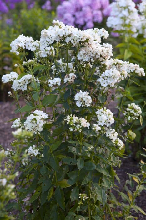 perennial phlox 'Tiara'