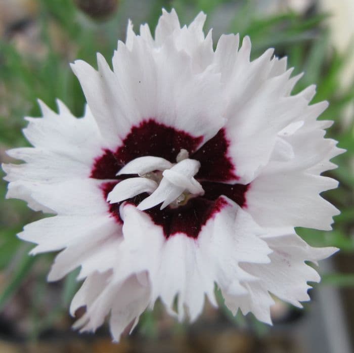 pink 'Brilliant Star'