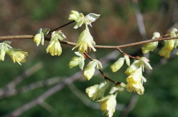 buttercup witch hazel