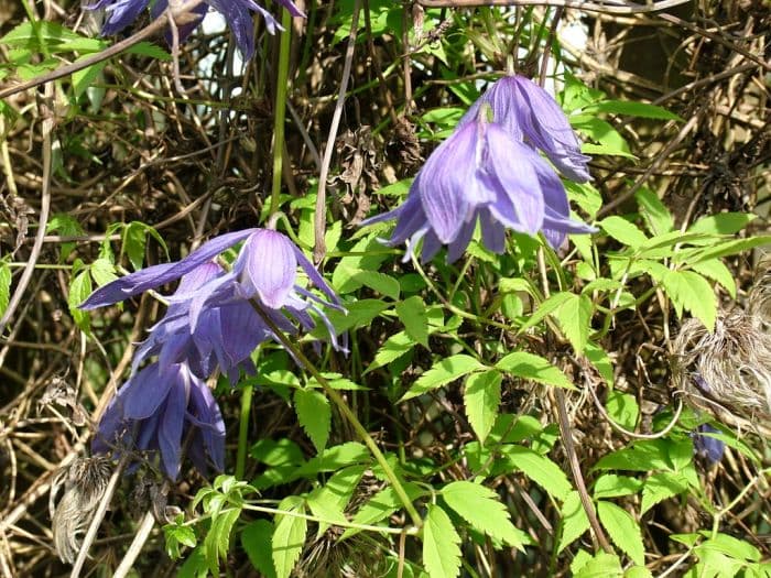 clematis 'Blue Dancer'