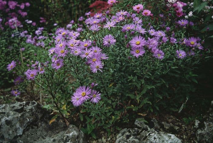 Italian aster 'Framfieldii'