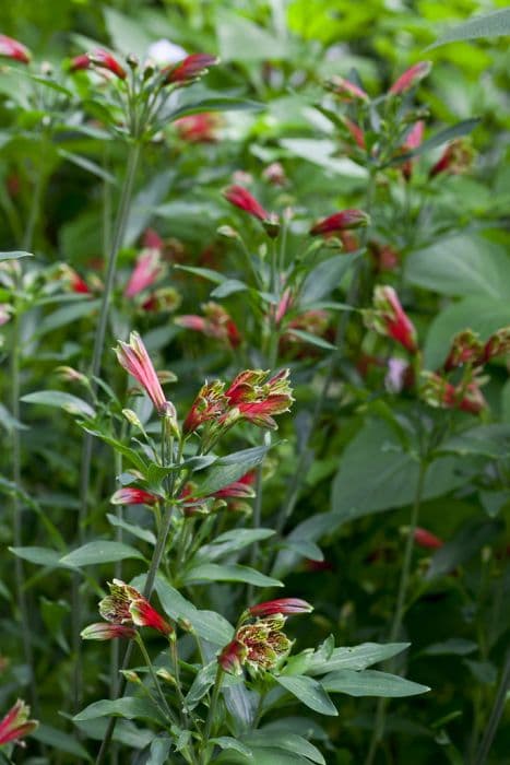 parrot lily