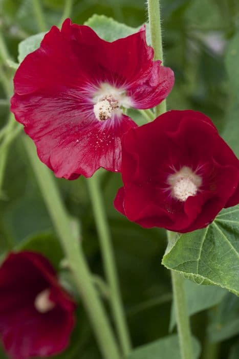 hollyhock 'Mars Magic'