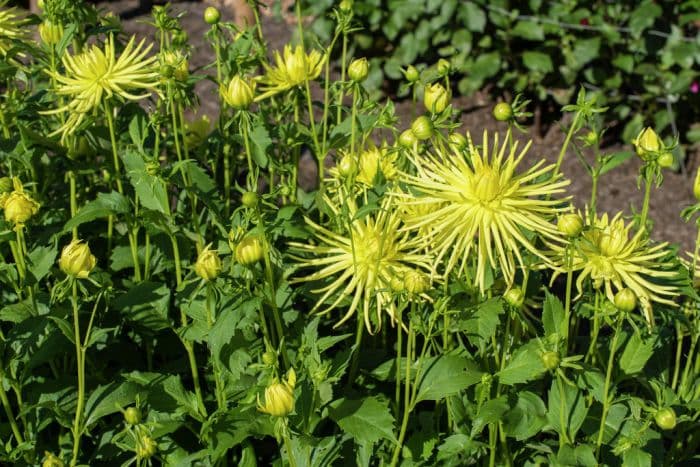 dahlia 'Gryson's Yellow Spider'