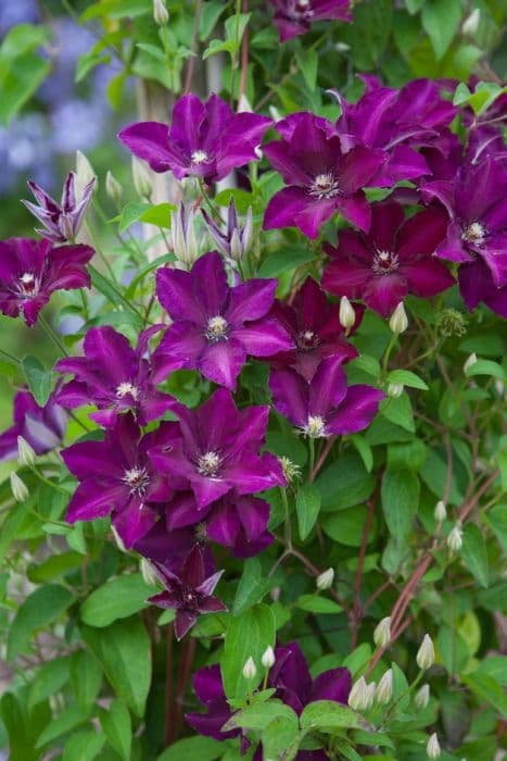 clematis 'Stasik'