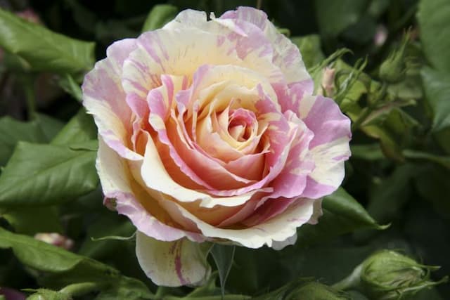 Rose [Claude Monet]
