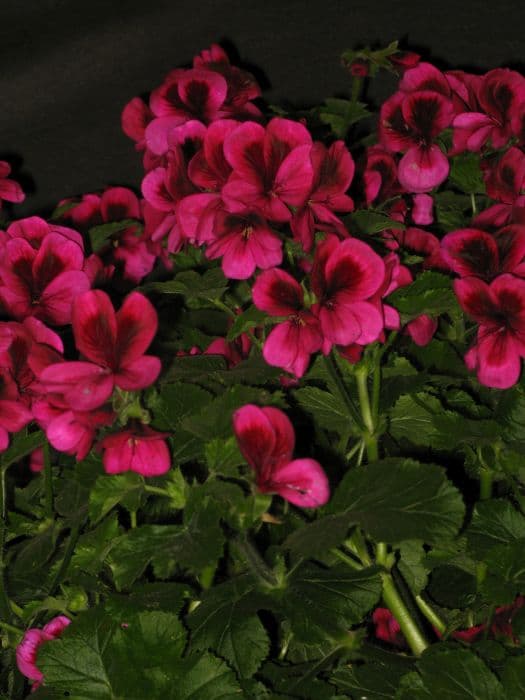 pelargonium 'Ashby'