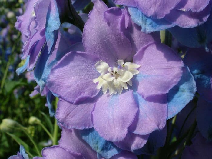 delphinium 'Morning Lights'