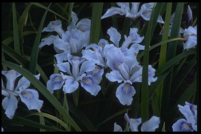 iris 'Blue Ballerina'