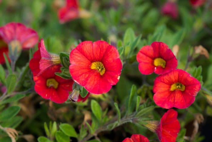 calibrachoa [Calibasket Radiant Orange]