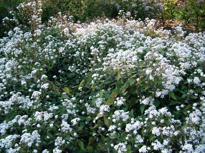 snakeroot 'Chocolate'