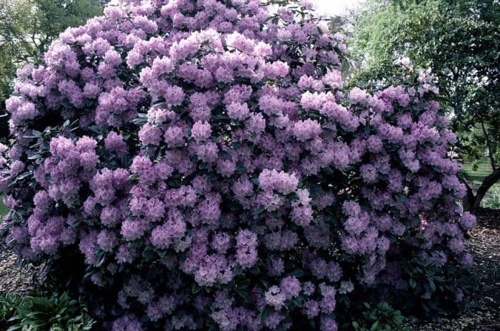 rhododendron 'Susan'