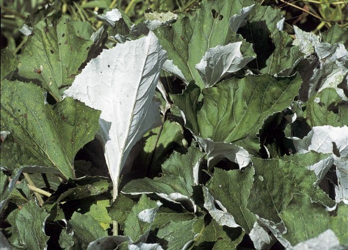 Alpine Butterbur