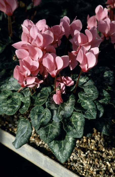 cyclamen 'Laser Salmon with Eye'