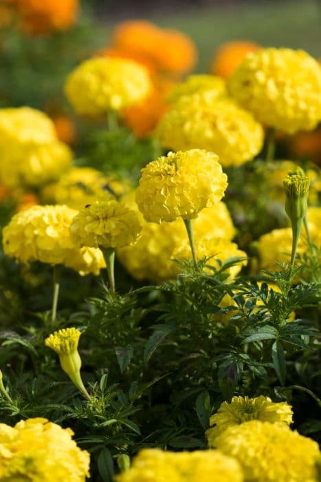 African marigold [Perfection Yellow]