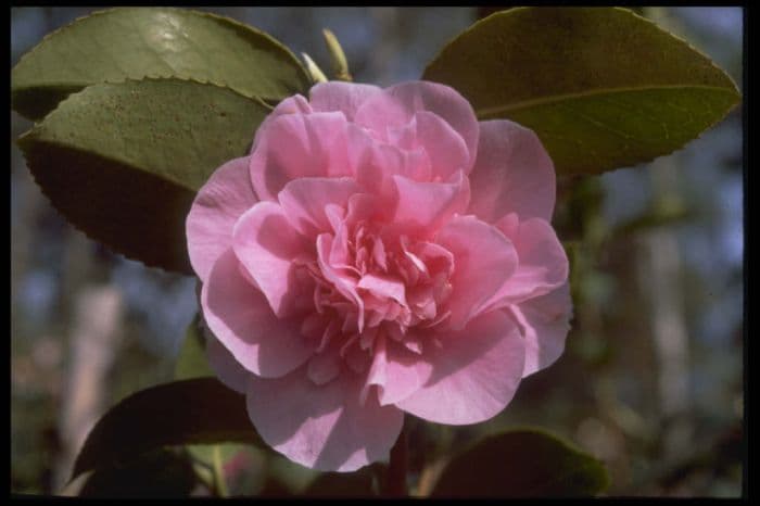 camellia 'Debbie'