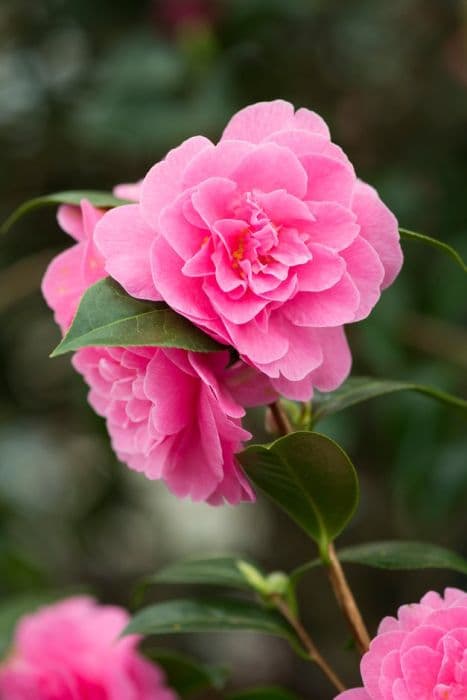 camellia 'Gwavas'