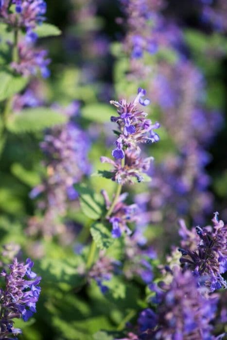 Catmint 'Hill Grounds'