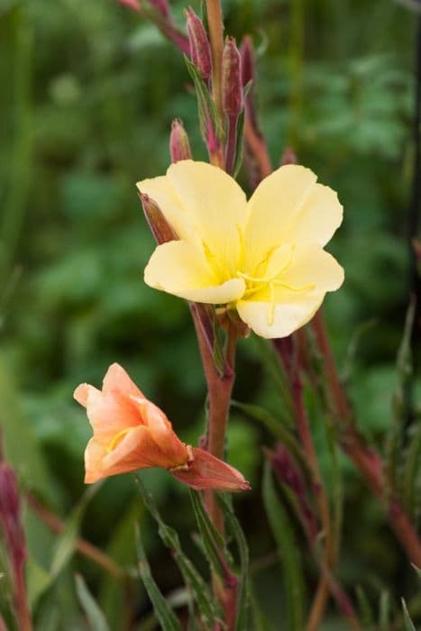 evening primrose 'Sulphurea'