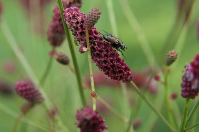 burnet 'Raspberry Coulis'