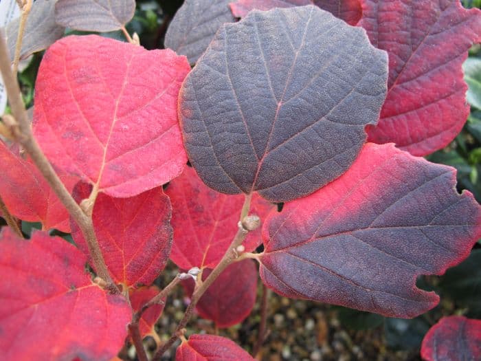 fothergilla 'Mount Airy'