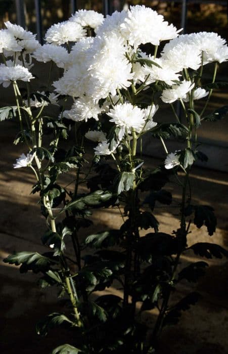 chrysanthemum 'Ropure'