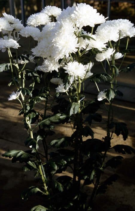Chrysanthemum 'Ropure'