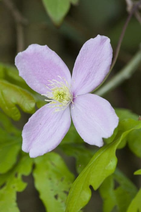 clematis 'Fragrant Spring'