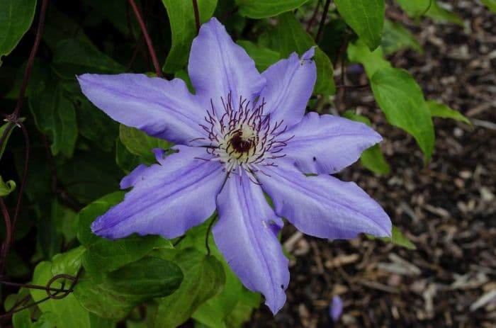 clematis 'Ramona'