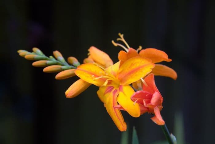 montbretia 'Comet'