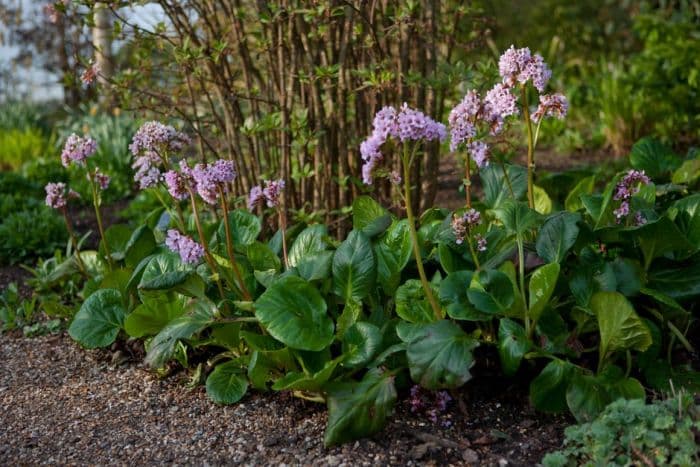 Pacific Korean elephant's ears