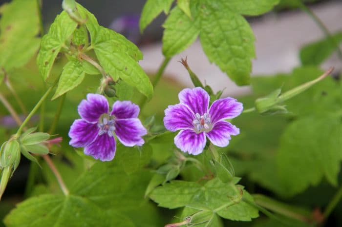 knotted cranesbill 'Julie's Velvet'