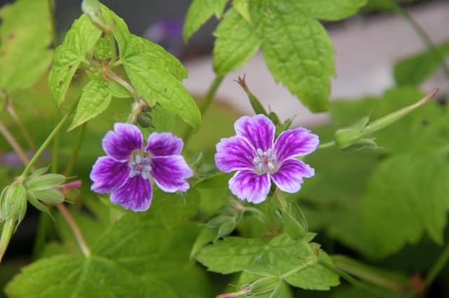 Knotted cranesbill 'Julie's Velvet'