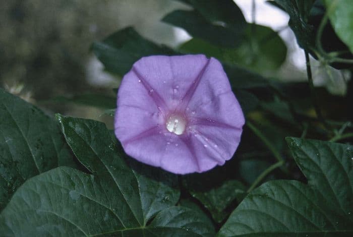 blue dawn flower