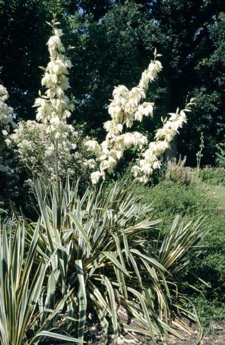 needle palm 'Bright Edge'