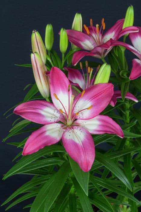 lily 'Perfect Joy'