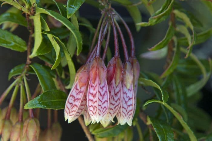 agapetes 'Ludgvan Cross'