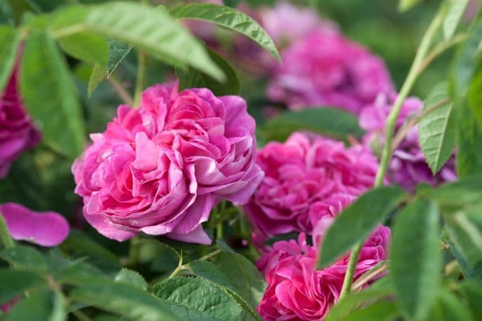 rose 'Charles de Mills'