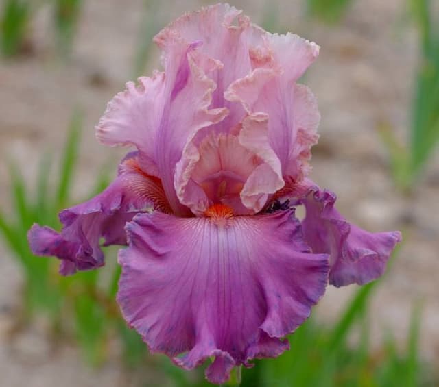 Iris 'Confiture de Roses'