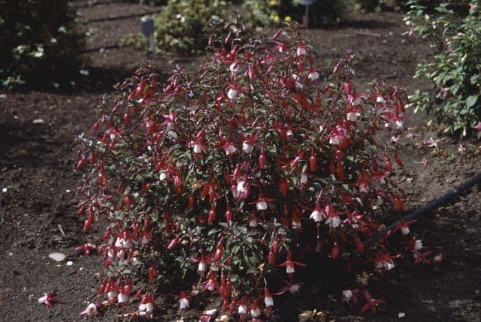 fuchsia 'Alice Hoffman'