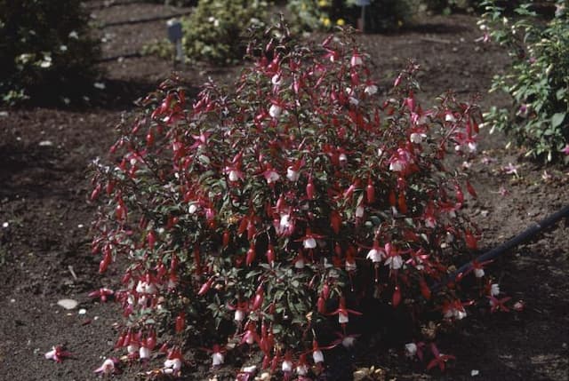 Fuchsia 'Alice Hoffman'