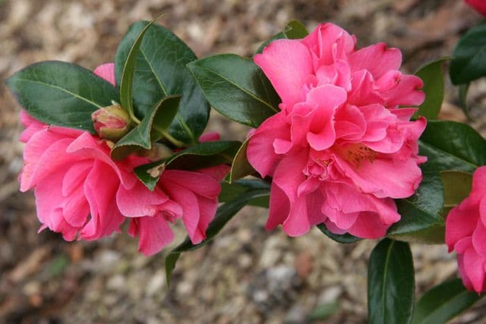 camellia 'Senorita'