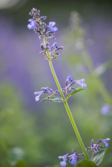 catmint 'Rae Crug'