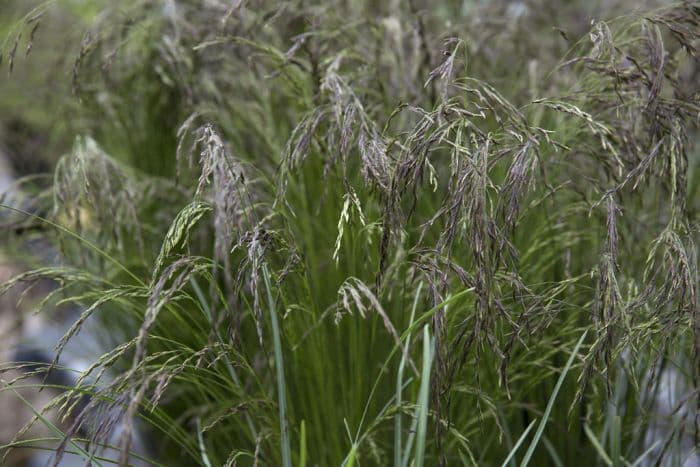 tufted fescue