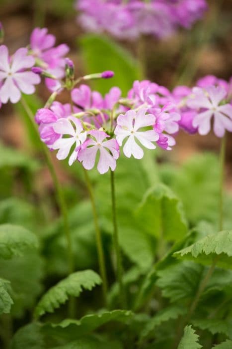 Siebold primrose 'Cherubim'