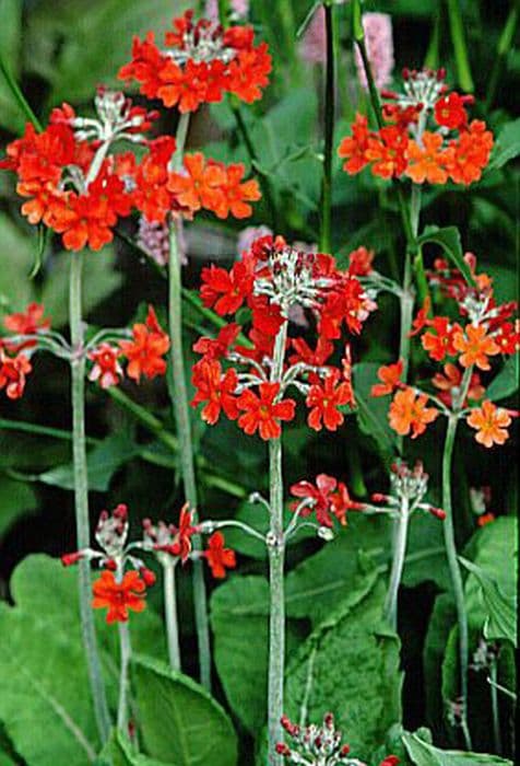 candelabra primula 'Inverewe'